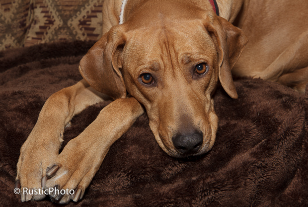 Such a Pretty Monkey