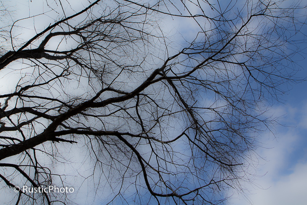 The Forest Reaching Out