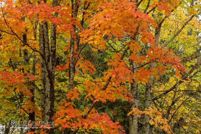 Honeymoon Trail Color