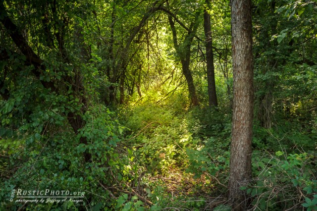 Lighted Way Through the Jungle