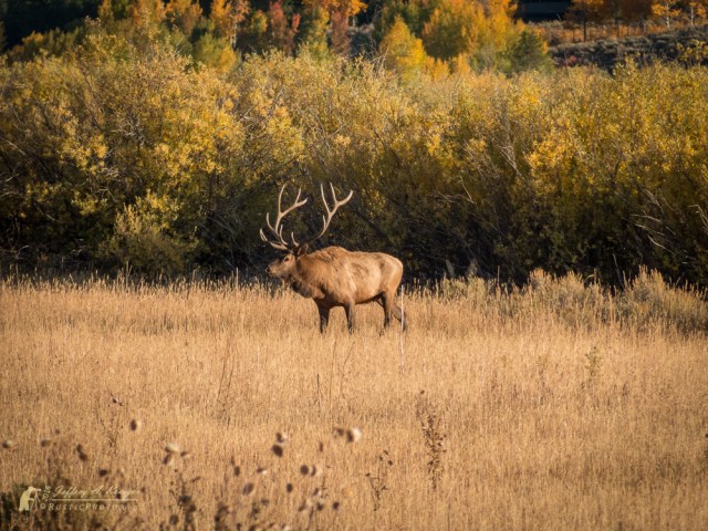Nice morning to be an elk